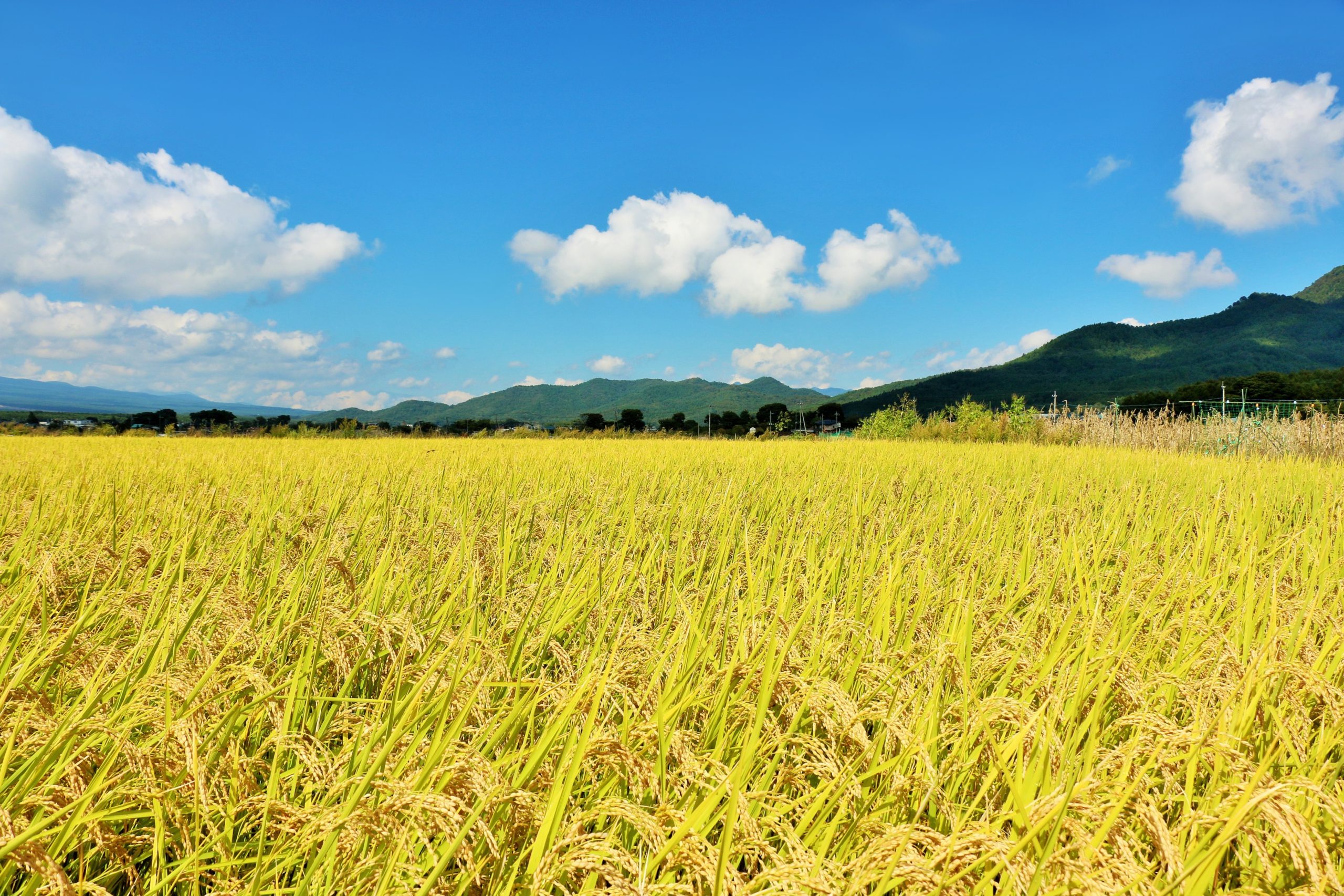 新潟県 お土産 おすすめ選 定番商品から 地元で愛されるお菓子まで幅広くご紹介 ファンローカル