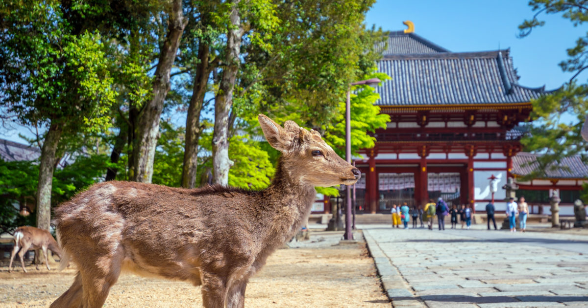 日本の食文化発祥の地 奈良 奈良のお土産ならコレ 定番のお菓子やグルメをご紹介 ファンローカル