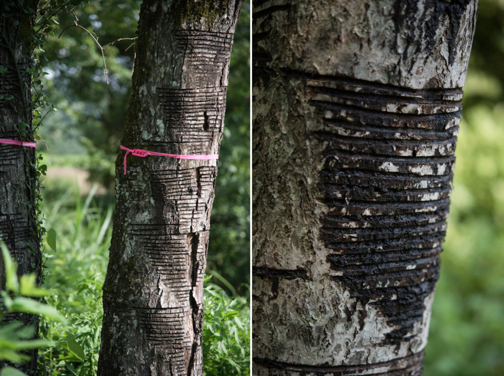 1本の木から彫られた、ダルマ様